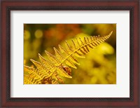 Framed New Hampshire, Fern frond flora