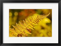 Framed New Hampshire, Fern frond flora