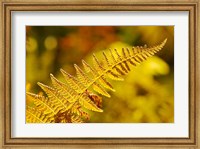 Framed New Hampshire, Fern frond flora