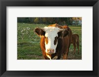 Framed New Hampshire, Farm Animal, Autumn