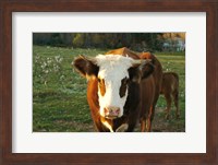 Framed New Hampshire, Farm Animal, Autumn