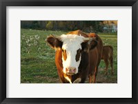 Framed New Hampshire, Farm Animal, Autumn