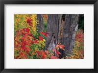 Framed Yellow Birch Tree Trunks and Fall Foliage, White Mountain National Forest, New Hampshire
