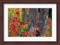 Framed Yellow Birch Tree Trunks and Fall Foliage, White Mountain National Forest, New Hampshire