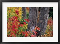 Framed Yellow Birch Tree Trunks and Fall Foliage, White Mountain National Forest, New Hampshire