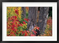 Framed Yellow Birch Tree Trunks and Fall Foliage, White Mountain National Forest, New Hampshire