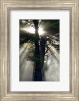Framed New England, New Hampshire, Sunlight Through Trees