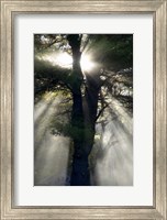 Framed New England, New Hampshire, Sunlight Through Trees