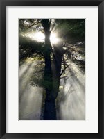 Framed New England, New Hampshire, Sunlight Through Trees