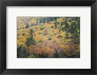 Framed New Hampshire, White Mountains, Crawford Notch, fall foliage by Mount Washington