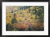 Framed New Hampshire, White Mountains, Crawford Notch, fall foliage by Mount Washington