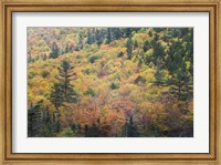 Framed New Hampshire, White Mountains, Crawford Notch, fall foliage by Mount Washington
