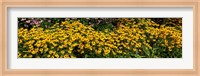 Framed Black-eyed-Susan (Rudbeckia Hirta) in Bloom, Michigan
