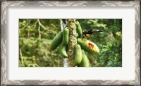 Framed Toucan Bird Feeding on Papaya Tree, Costa Rica