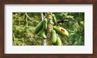 Framed Toucan Bird Feeding on Papaya Tree, Costa Rica