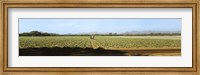 Framed View of Cantaloup Field, Costa Rica