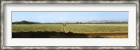 Framed View of Cantaloup Field, Costa Rica