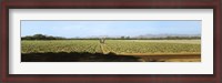 Framed View of Cantaloup Field, Costa Rica