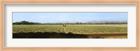 Framed View of Cantaloup Field, Costa Rica