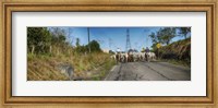 Framed Men with Horses on Road, Costa Rica