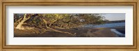 Framed Trees on the Beach, Liberia, Costa Rica