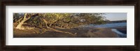 Framed Trees on the Beach, Liberia, Costa Rica