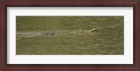 Framed Crocodile in a River, Palo Verde National Park, Costa Rica