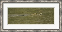 Framed Crocodile in a River, Palo Verde National Park, Costa Rica