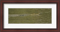 Framed Crocodile in a River, Palo Verde National Park, Costa Rica