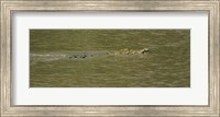 Framed Crocodile in a River, Palo Verde National Park, Costa Rica