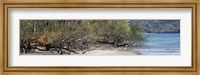 Framed View of Trees on the Beach, Liberia, Guanacaste, Costa Rica