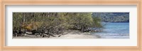 Framed View of Trees on the Beach, Liberia, Guanacaste, Costa Rica