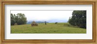 Framed Horse in a Field, Transylvania, Romania