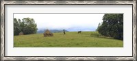 Framed Horse in a Field, Transylvania, Romania
