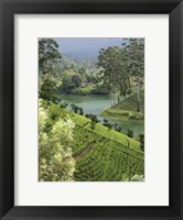 Framed Tea Plantation, Castlereigh Reservoir, Nuwara Eliya, Central Province, Sri Lanka