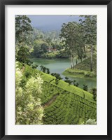 Framed Tea Plantation, Castlereigh Reservoir, Nuwara Eliya, Central Province, Sri Lanka