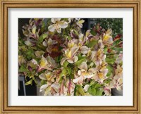 Framed Orchids for Sale in Main Street Market, Galle, Southern Province, Sri Lanka