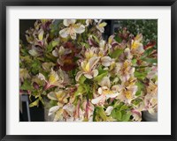 Framed Orchids for Sale in Main Street Market, Galle, Southern Province, Sri Lanka