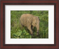 Framed Elephant at Hurulu Eco Park, Sri Lanka
