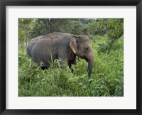 Framed Elephants in Sri Lanka