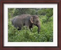 Framed Elephants in Sri Lanka