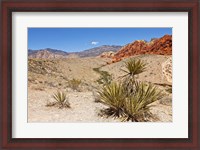 Framed Cactus, Red Rock Canyon National Conservation Area,  Las Vegas, Nevada