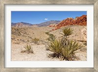 Framed Cactus, Red Rock Canyon National Conservation Area,  Las Vegas, Nevada