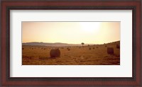 Framed Hay Bales, Tuscany, Italy