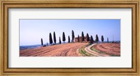 Framed Trees on a Hill, Tuscany, Italy