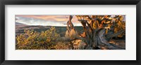 Framed Sunrise Sets a Juniper Aglow, Navajo National Monument, Arizona
