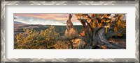 Framed Sunrise Sets a Juniper Aglow, Navajo National Monument, Arizona