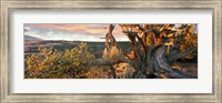 Framed Sunrise Sets a Juniper Aglow, Navajo National Monument, Arizona