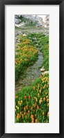 Framed Indian Paintbrush Wildflowers, Grand Teton National Park, Wyoming
