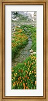 Framed Indian Paintbrush Wildflowers, Grand Teton National Park, Wyoming